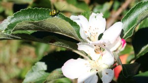 Ladybug on a apple tree