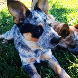 The organic pesticides i use your pets cabegin be playing in your yard again in fifteen minutes.