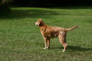 Organic pesticides are safe for your pets