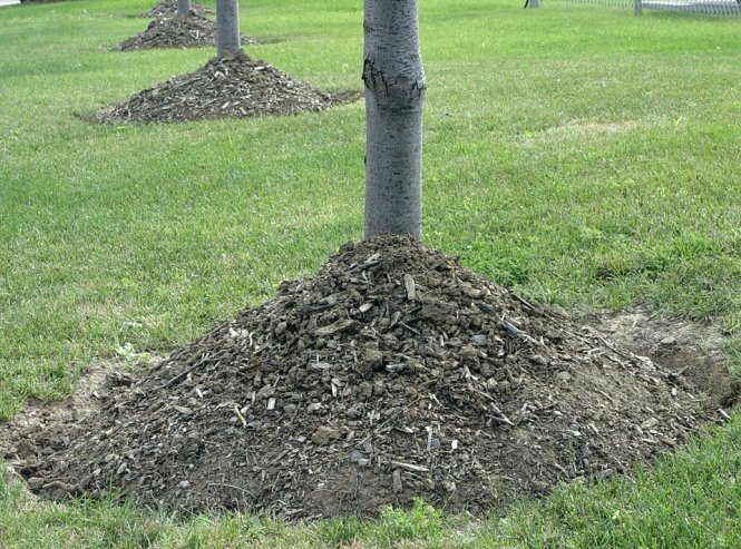 Bad example of mulch around a tree.